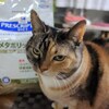 しじみ家のフード考～猫のお食事最新版～