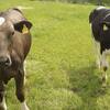 ・牛のゲップ抑制で温暖化防止