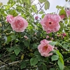 最後の一本になりました