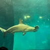 葛西臨海水族園に行ってきた！　お弁当も持ち込みOK！