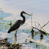 フロリダの水鳥を見て帰国