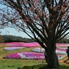 花夢の里：花めぐりシリーズ ⑬（広島県世羅郡世羅町）