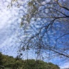 秋刀魚のコンフィと蕎麦粉のガレットそして秋の空