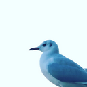 かもめと街