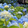 男鹿 北浦の雲昌寺(うんしょうじ) アジサイ 画像