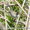 今日の野鳥　ウグイス