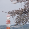 市内の桜行脚再び　～最後は丘の上から～