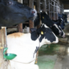 牛乳の知られざる問題　その4「飼育環境を知る」
