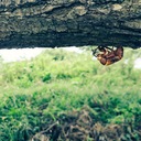 まことの偏屈日誌【釣りとクワガタの日々】