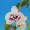 Dendrobium Yukidaruma&#039; Shuran&#039;