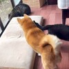 可愛いネコちゃんシリーズー2・・・