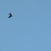 コシアカツバメ Red-rumped Swallow