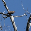 ハシボソキツツキ(Northern Flicker)