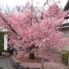 見頃を迎えた長徳寺のオカメ桜2020【満開】