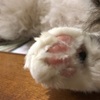 我、猫変態ゆえ【猫さんと暮らす】