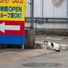 近隣繁華街のねこさん