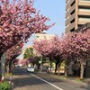 八重櫻