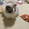 遅くまで待っていてくれたふくちゃん