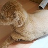 ニゴくん左前足を痛める…
