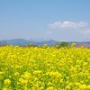 ♪  菜の花畠に　入日薄れ～（「朧月夜」）