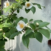 沙羅の花咲く頃に