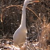 白鷺〈230110〉White heron