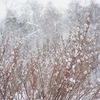 大虎杖、野良人参、蝦夷下野草、春楡、木槿、枝垂桜、西洋実桜、蔓柾、蝦夷紫躑躅、柾