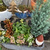 鉢植え　美容院　ナチュラルキッチン購入品