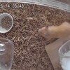 みるくあん509日目
