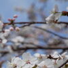 桜咲いたっ