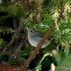 日本　自宅隣の栗畑の野鳥たち