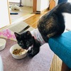 【子猫】ちょこちゃんのご飯のストックを紹介！ごはん収納のアドバイスください。