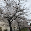 ＃隅田公園の桜