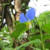 露草の花を調べてみると