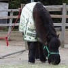 日本昭和村3【牧場とレストランと】