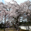 醍醐寺・２年前と今年の桜🌸