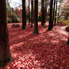 神戸市立森林植物園の紅葉
