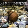 ヒメタニシの飼育方法！苔取りや水質浄化もできる超優秀混泳生体！