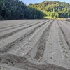 今シーズンのキャベツの定植開始　8/19