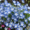 沢山花を咲かせておくれ！