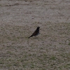 Turdus eunomus　ツグミ