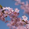 花撮り #3　馬見丘陵公園の河津桜