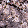 2025年，過ぎゆく春に〜桜に寄せたエッセイ