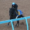 【一口馬主／クールキャット】いざ、新境地開拓へ！