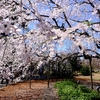 枝垂れ桜（六義園）