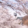 【コラム】桜見に行ってきました！