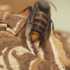 冬を越すスズメバチは女王だけではない！？　寄生生物ネジレバネに取り付かれると、働きバチが冬を越す！