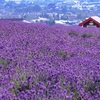 【ラベンダー】まるで絵本。一面に広がる紫。北海道上富良野