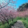 佐久間ダム、桜、開花状況　(2025年2月26日、水曜日の様子）竹あかり付近は満開だけれど、ダム湖の向こう側はあと数日というところ、かな。
