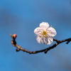 咲き始めた梅の花